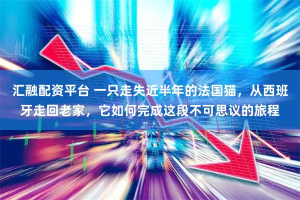 汇融配资平台 一只走失近半年的法国猫，从西班牙走回老家，它如何完成这段不可思议的旅程